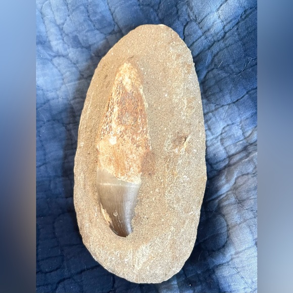 Mosasaurus fossil tooth - Picture 3 of 8